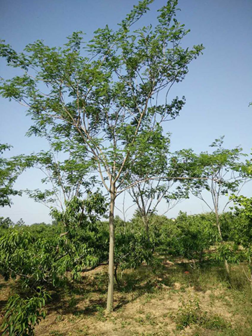 點擊查看詳細信息<br>標題：合歡 閱讀次數：3322